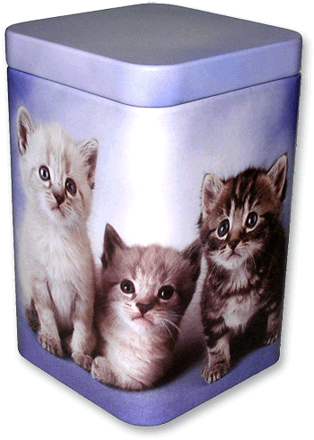 Sehr hübsche Teedose junge Katzen 